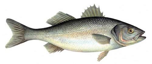 Bass (Dicentrarchus labrax)