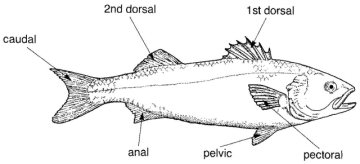Bass (Dicentrarchus labrax)